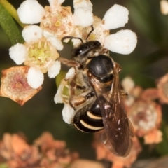 Lasioglossum (Chilalictus) bicingulatum (Halictid Bee) at McKellar, ACT - 27 Mar 2024 by kasiaaus