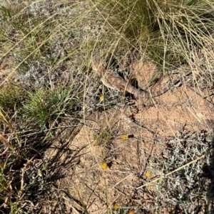 Pogona barbata at Ainslie, ACT - suppressed