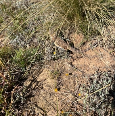 Pogona barbata at Ainslie, ACT - 24 Mar 2024 by AmyJB