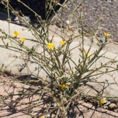 Chondrilla juncea (Skeleton Weed) at Dawn Crescent Grassland (DCG) - 27 Mar 2024 by kasiaaus