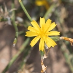 Chondrilla juncea at Dawn Crescent Grassland (DCG) - 27 Mar 2024 02:34 PM