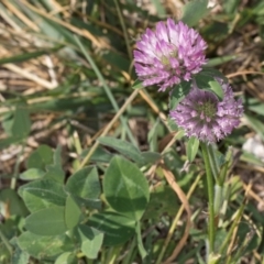 Trifolium pratense (Red Clover) at Dawn Crescent Grassland (DCG) - 27 Mar 2024 by kasiaaus