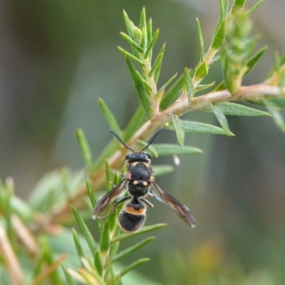 Eumeninae (subfamily) (Unidentified Potter wasp) at Hall, ACT - 4 Mar 2024 by Anna123