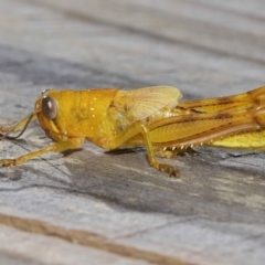 Valanga irregularis (Hedge Grasshopper) at Wellington Point, QLD - 27 Mar 2024 by TimL