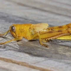 Valanga irregularis (Hedge Grasshopper) at Wellington Point, QLD - 28 Mar 2024 by TimL