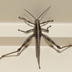 Austracris proxima (Spur-throated locust) at Wellington Point, QLD - 27 Mar 2024 by TimL