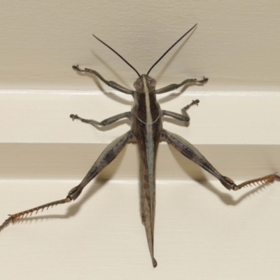 Austracris proxima (Spur-throated locust) at Wellington Point, QLD - 28 Mar 2024 by TimL