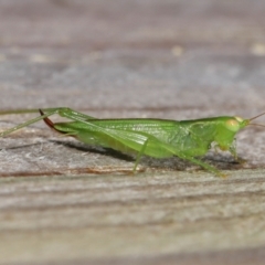 Tettigoniidae (family) (Unidentified katydid) at Wellington Point, QLD - 27 Mar 2024 by TimL
