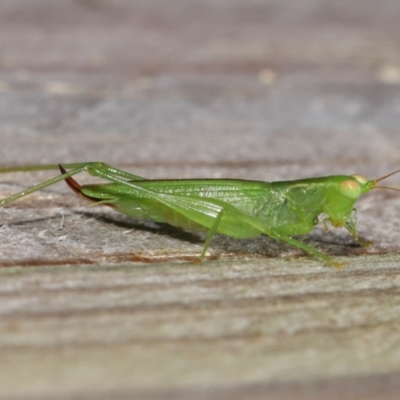 Tettigoniidae (family) (Unidentified katydid) at Wellington Point, QLD - 28 Mar 2024 by TimL