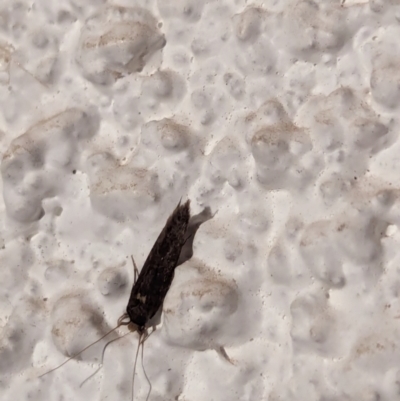 Unidentified Curved-horn moth (all Gelechioidea except Oecophoridae) at Watson, ACT - 28 Mar 2024 by AniseStar