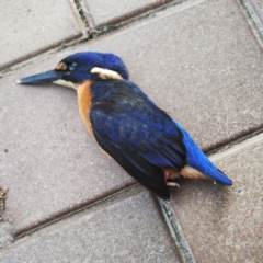 Ceyx azureus (Azure Kingfisher) at Yerrinbool - 28 Mar 2024 by 1KM