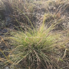 Eragrostis curvula (African Lovegrass) at Denman Prospect, ACT - 28 Mar 2024 by brettguy80