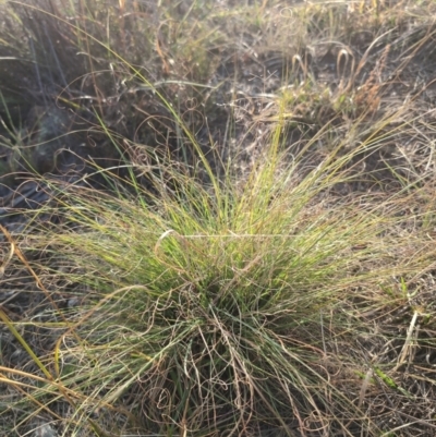 Eragrostis curvula (African Lovegrass) at Block 402 - 29 Mar 2024 by Wildlifewarrior80