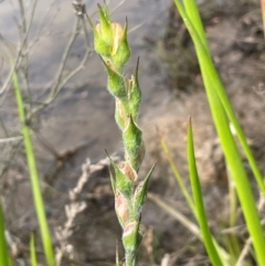 Philydrum lanuginosum at QPRC LGA - 4 Feb 2024