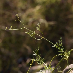 Clematis leptophylla at Bruce Ridge - 25 Mar 2024