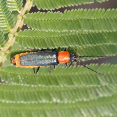 Chauliognathus tricolor (Tricolor soldier beetle) at Bruce Ridge - 25 Mar 2024 by ConBoekel