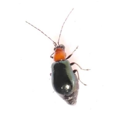 Lamprolina (genus) (Pittosporum leaf beetle) at Bruce Ridge - 24 Mar 2024 by ConBoekel