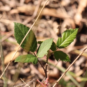 Rubus anglocandicans at Bruce Ridge - 25 Mar 2024