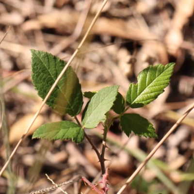 Rubus anglocandicans (Blackberry) at O'Connor, ACT - 24 Mar 2024 by ConBoekel