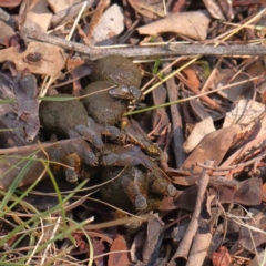 Calliphora stygia (Brown blowfly or Brown bomber) at Bruce Ridge - 25 Mar 2024 by ConBoekel