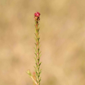 Melaleuca parvistaminea at Bruce Ridge - 25 Mar 2024