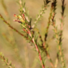 Melaleuca parvistaminea at Bruce Ridge - 25 Mar 2024 11:21 AM