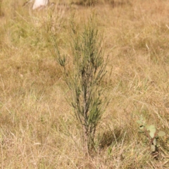 Melaleuca parvistaminea at Bruce Ridge - 25 Mar 2024 11:21 AM