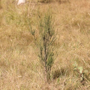 Melaleuca parvistaminea at Bruce Ridge - 25 Mar 2024