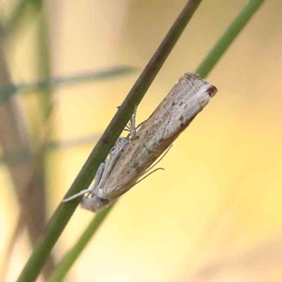 Culladia cuneiferellus (Crambinae moth) at Bruce Ridge - 24 Mar 2024 by ConBoekel