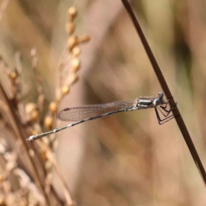 Austrolestes leda at Bruce Ridge - 25 Mar 2024 10:15 AM