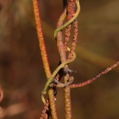 Cassytha pubescens (Devil's Twine) at O'Connor, ACT - 24 Mar 2024 by ConBoekel