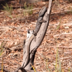 Pogona barbata (Eastern Bearded Dragon) at O'Connor, ACT - 24 Mar 2024 by ConBoekel