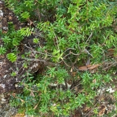 Acrotriche leucocarpa (Tall Acrotriche) at Namadgi National Park - 13 Feb 2024 by Tapirlord