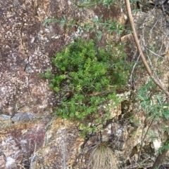 Acrotriche leucocarpa at Namadgi National Park - 13 Feb 2024 02:25 PM