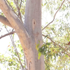 Eucalyptus mannifera subsp. mannifera (Brittle Gum) at Bruce Ridge - 24 Mar 2024 by ConBoekel