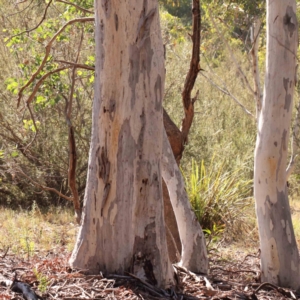 Eucalyptus mannifera subsp. mannifera at Bruce Ridge - 25 Mar 2024 10:32 AM