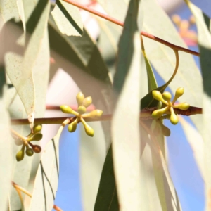 Eucalyptus mannifera subsp. mannifera at Bruce Ridge - 25 Mar 2024