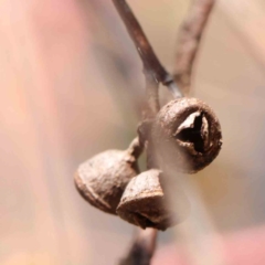 Eucalyptus mannifera subsp. mannifera at Bruce Ridge - 25 Mar 2024