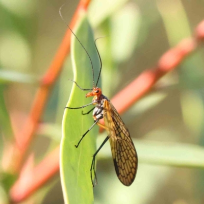 Chorista australis (Autumn scorpion fly) at Bruce Ridge - 24 Mar 2024 by ConBoekel