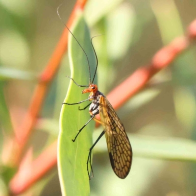 Chorista australis (Autumn scorpion fly) at O'Connor, ACT - 24 Mar 2024 by ConBoekel