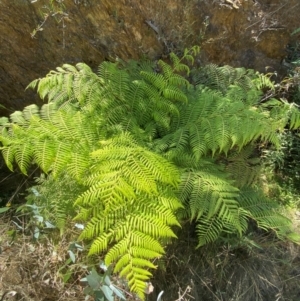 Cyathea australis subsp. australis at Namadgi National Park - 13 Feb 2024