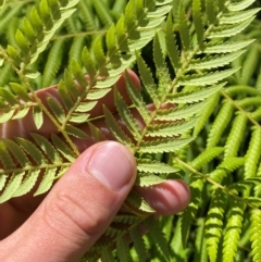 Cyathea australis subsp. australis at Namadgi National Park - 13 Feb 2024