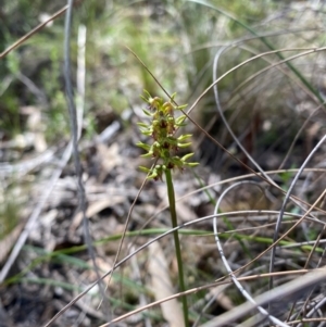 Corunastylis cornuta at Black Mountain - 12 Feb 2024