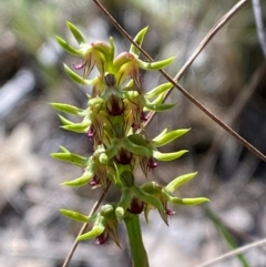 Corunastylis cornuta at Black Mountain - 12 Feb 2024