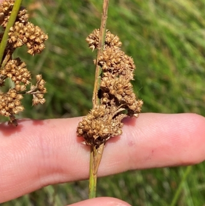 Juncus australis (Australian Rush) at Hume, ACT - 7 Feb 2024 by Tapirlord