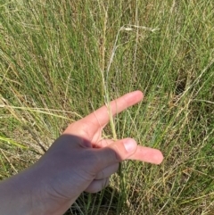 Eleocharis acuta (Common Spike-rush) at Hume, ACT - 7 Feb 2024 by Tapirlord