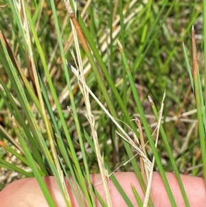 Eleocharis acuta at Jerrabomberra Grassland - 7 Feb 2024