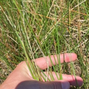 Eleocharis acuta at Jerrabomberra Grassland - 7 Feb 2024