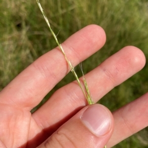 Amphibromus nervosus at Jerrabomberra Grassland - 7 Feb 2024