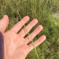 Amphibromus nervosus at Jerrabomberra Grassland - 7 Feb 2024